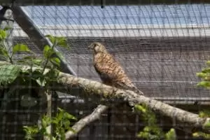 Den s ošetřovateli v Záchranné stanici Landshut