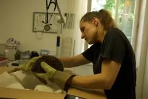 Den s ošetřovateli v Záchranné stanici Landshut