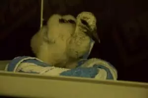 Den s ošetřovateli v Záchranné stanici Landshut