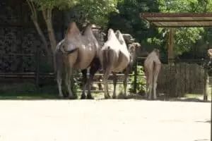 Toulky domovem 8. Zoo Hodonín