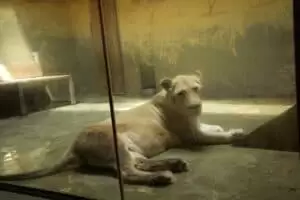 Toulky domovem 8. Zoo Hodonín