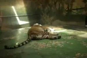 Toulky domovem 8. Zoo Hodonín