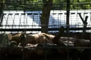 Toulky domovem 8. Zoo Hodonín