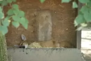 Toulky domovem 8. Zoo Hodonín