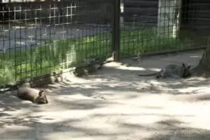 Toulky domovem 8. Zoo Hodonín