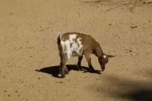 Toulky domovem 8. Zoo Hodonín