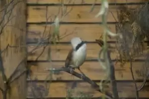 Toulky domovem 8. Zoo Hodonín