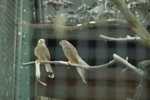 Toulky domovem 8. Zoo Hodonín