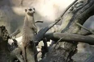 Toulky domovem 8. Zoo Hodonín