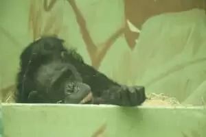 Toulky domovem 8. Zoo Hodonín