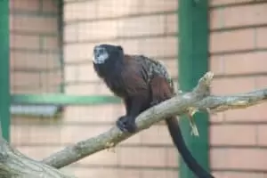 Toulky domovem 8. Zoo Hodonín