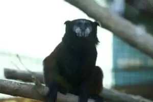 Toulky domovem 8. Zoo Hodonín