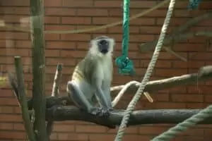 Toulky domovem 8. Zoo Hodonín