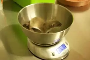 Den s ošetřovateli v Záchranné stanici Landshut