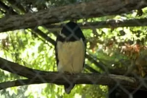 Toulky domovem 8. Zoo Hodonín