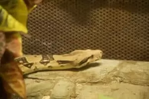 Toulky domovem 8. Zoo Hodonín