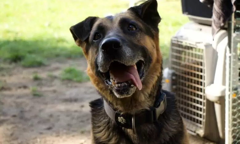Tierheim "Im Namen des Hundes" in Bisenz