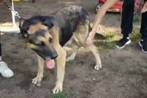 Tierheim "Im Namen des Hundes" in Bisenz