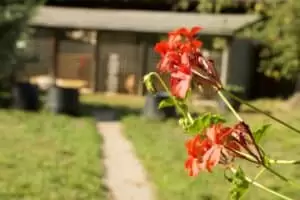 Tierheim "Im Namen des Hundes" in Bisenz