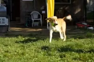 Tierheim "Im Namen des Hundes" in Bisenz