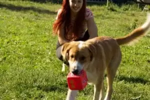 Tierheim "Im Namen des Hundes" in Bisenz