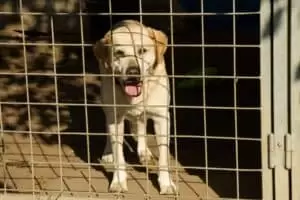 Tierheim "Im Namen des Hundes" in Bisenz