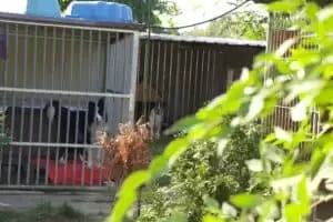 Tierheim "Im Namen des Hundes" in Bisenz