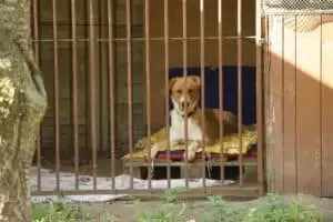 Tierheim "Im Namen des Hundes" in Bisenz