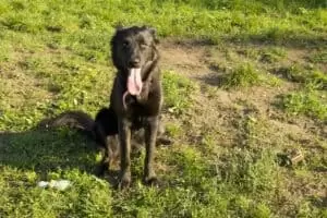 Tierheim "Im Namen des Hundes" in Bisenz