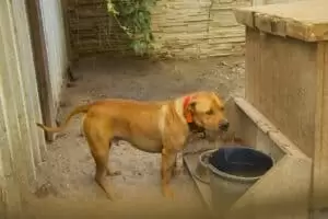 Tierheim "Im Namen des Hundes" in Bisenz