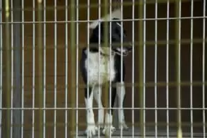 Tierheim "Im Namen des Hundes" in Bisenz