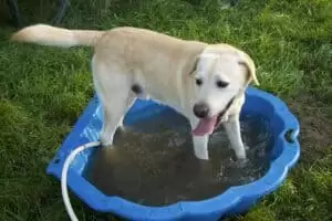 Tierheim "Im Namen des Hundes" in Bisenz