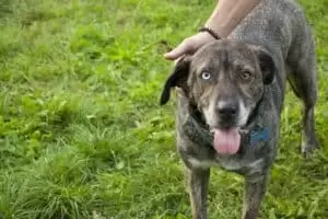 Tierheim "Im Namen des Hundes" in Bisenz