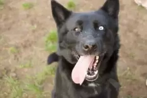 Tierheim "Im Namen des Hundes" in Bisenz