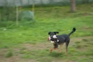 Tierheim "Im Namen des Hundes" in Bisenz