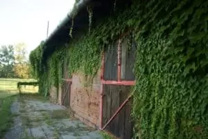 National Gestüt Napajedl