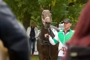 National Gestüt Napajedl