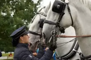 National Gestüt Napajedl