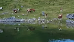 Salaš Riggisalp a Rainlihuus