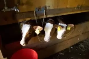 Salaš Riggisalp a Rainlihuus