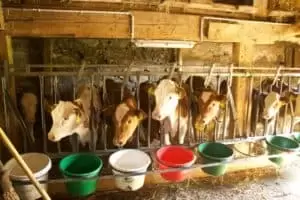 Salaš Riggisalp a Rainlihuus