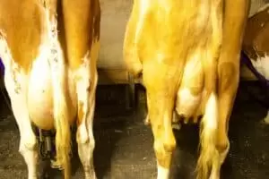 Salaš Riggisalp a Rainlihuus