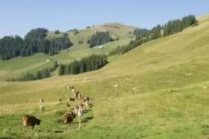 Salaš Riggisalp a Rainlihuus