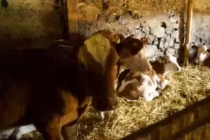 Salaš Riggisalp a Rainlihuus