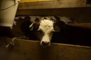 Salaš Riggisalp a Rainlihuus