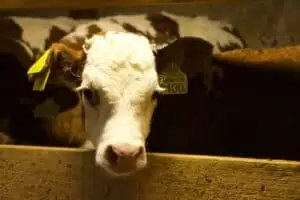 Salaš Riggisalp a Rainlihuus