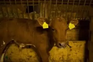 Salaš Riggisalp a Rainlihuus