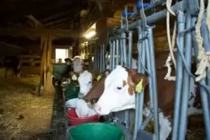 Salaš Riggisalp a Rainlihuus