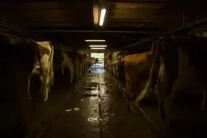 Salaš Riggisalp a Rainlihuus