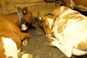 Salaš Riggisalp a Rainlihuus